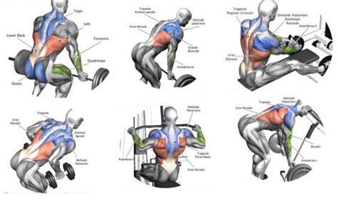Back Workout Complete With 8 Exercises