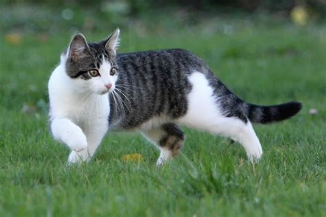 European Shorthair Vs Domestic Shorthaired Cat Breed Comparison