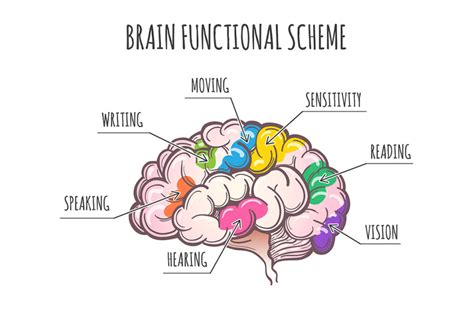 Human Brain Functional Scheme Vector Illustration By Olena1983