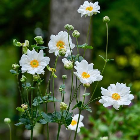 Pretty White Anemone Plants For Sale Online Whirlwind Easy To Grow
