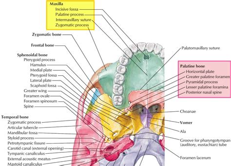 Hard Palate Anatomy Anatomical Charts And Posters