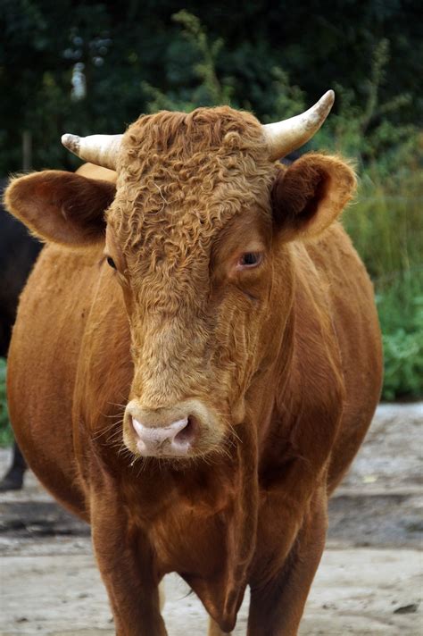 Bull Cattle Free Stock Photo Public Domain Pictures