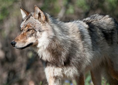 Board of Game Rejects Emergency Protection for Denali Wolves | Alaska ...