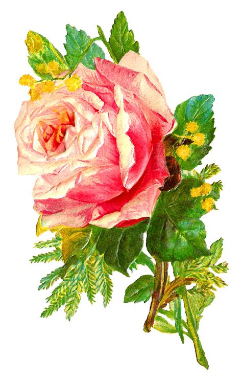 Antique Images Digital Antique Rose Flower Illustration Download Pink