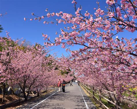 Compound of 津 (tsu, cove, inlet, outlet) +‎ 波 (nami, wave). 静岡の桜開花情報西部お花見特集2021【河津桜・早咲き桜 ...