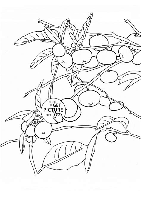 Elsa who has drawn this picture says the flowers are persian buttercups (from the ranunculus family). Mandarin Orange Tree fruit coloring page for kids, fruits ...