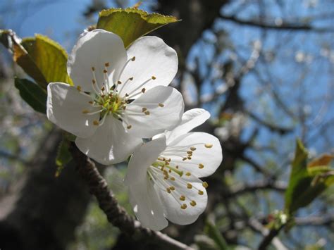 Free Images Tree Nature Outdoor Branch Blossom White Fruit