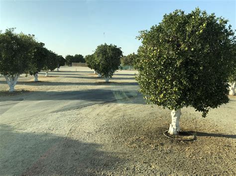 Orange grove rv park is located in bakersfield, ca. Orange Grove RV Park, Bakersfield, CA #rv #motorhome # ...