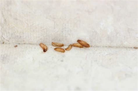 Carpet Beetle Larvae Found In Bed