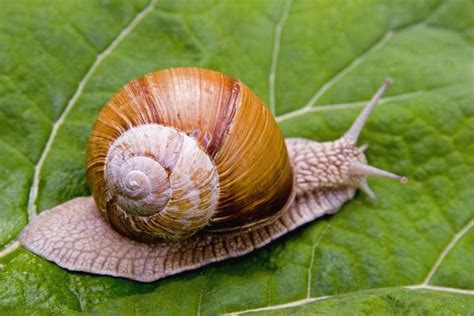 Weil schnecken mit häusern sich nicht im boden verkriechen können, haben. Biologie: Schnecken sind im Öko-System doch zu etwas nutze ...