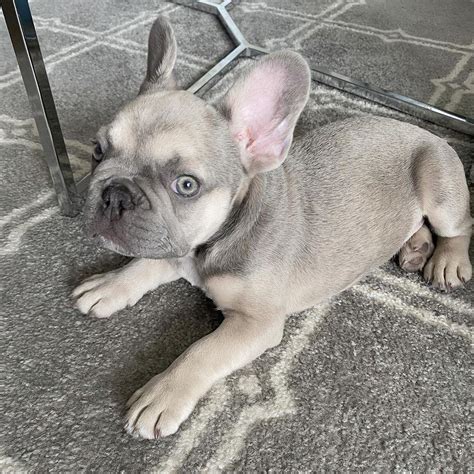 27 French Bulldog Cost To Buy Image Bleumoonproductions