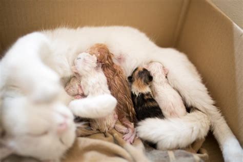 How To Take Care Of Newborn Kittens And A Mother Cat Animals