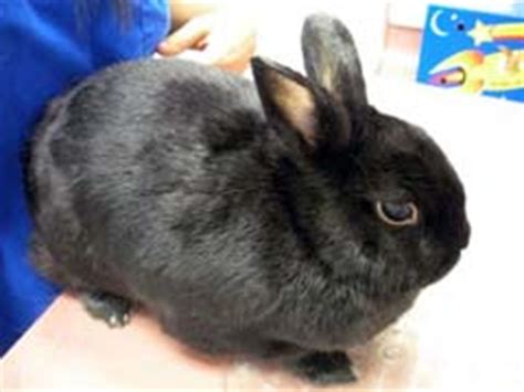 The best reaction to sudden or gradual hair loss is not to. Rabbit Hair Loss Around Eyes and On Ears Causes
