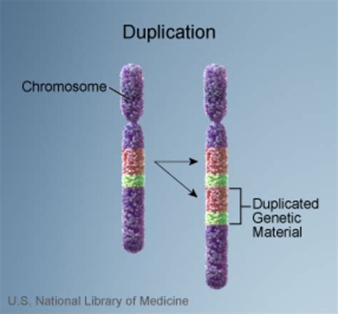 Can Changes In The Structure Of Chromosomes Affect Health And