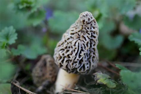 Michigan Morel Mushroom Hunters Gearing Up For The 2021 Spring Hunt