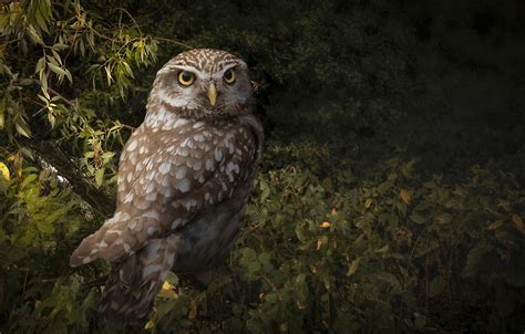 Wallpaper Forest Owl Bird Images For Desktop Section животные Download