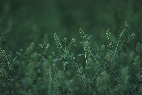 봄과 여름 짙은 녹색 그늘 잔디 광고 배경 인내 끈기 있는 강한 배경 일러스트 및 사진 무료 다운로드 Pngtree