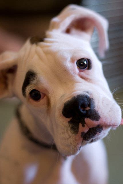 While there are treatments and methods for achieving remission or even curing cancer in dogs, each. Quiz: How Well Do You Know About Boxer Dogs?