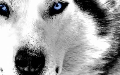 Husky Wallpapers Siberian Wolf Eyes Face Huskies