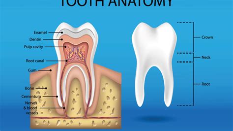 Tooth Anatomy Infographic Smile Angels Of Beverly Hills