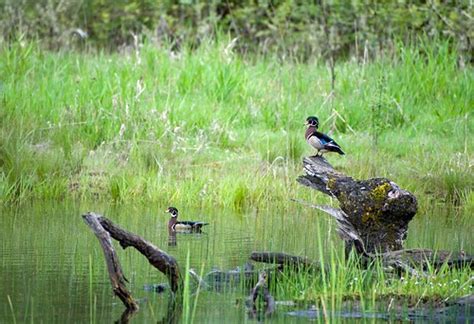 Wood Ducks William L Finley National Wildlife Refuge You Flickr