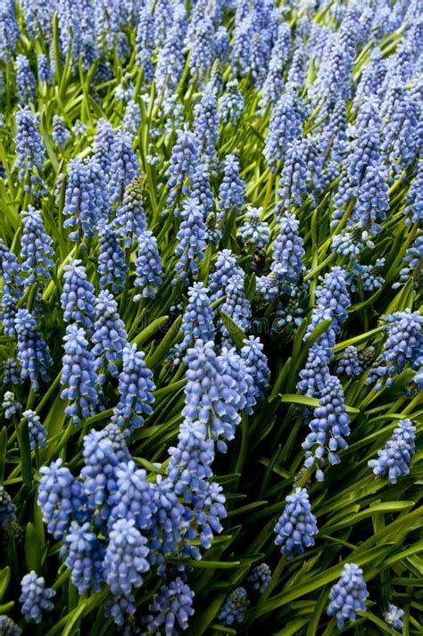 Blue Spring Flowers Stock Photo Image Of Sunshine Drop 24853048