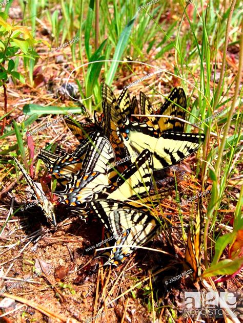 Tiger Swallowtails Papilio Glaucus Stock Photo Picture And Low Budget