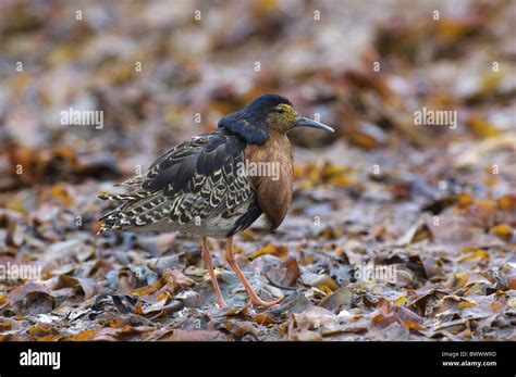 Ruff Philomachus Pugnax Adult Male Breeding Plumage Standing On