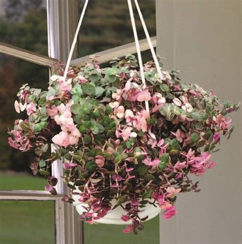 Maybe you would like to learn more about one of these? Callisia 'Pink Lady' (Callisia repens) has small waxy ...