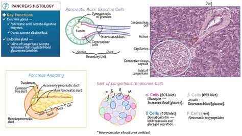 Physiology Pancreas Histology Draw It To Know It