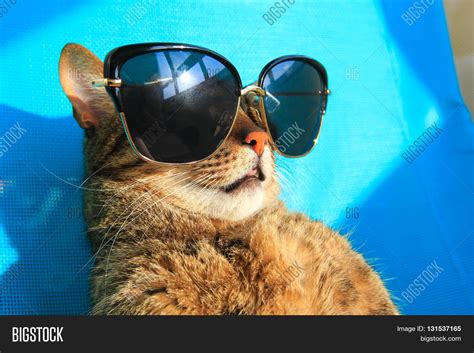 Funny Tabby Cat Wearing Sunglasses Relaxing On A Beach