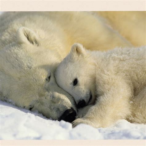 Baby Polar Bear Picture Carinewbi