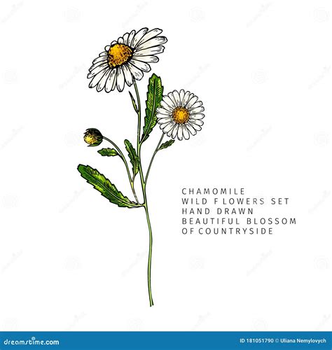 Hand Drawn Wild Hay Flowers Chamomile Or Daisy Flower Vintage Colored