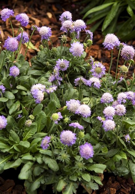 Scabiosa Japonica Var Alpina Ritz Blue Pincushion Flower From Garden