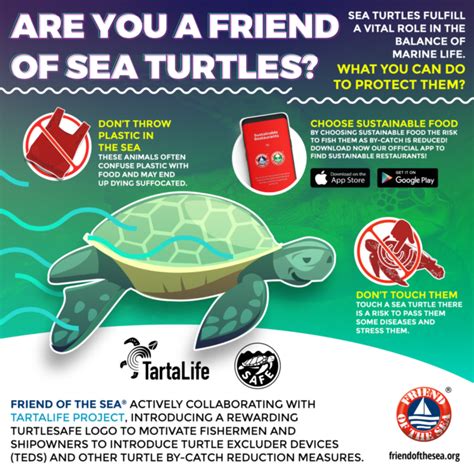 How To Protect Green Sea Turtles