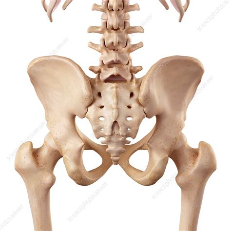 Skeletal Anatomy Of Human Hip