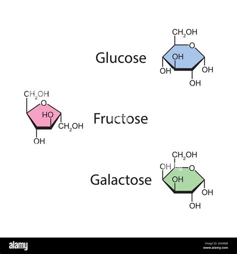 Illustration Chimique Des Monosaccharides Glucose Fructose Et