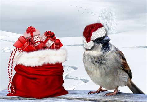 Christmas Sparrow Free Stock Photo Public Domain Pictures