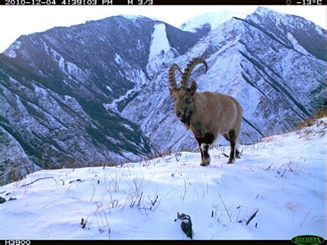 Mountain Goat Altai High Mountains Russia Russia Buddhist Nature