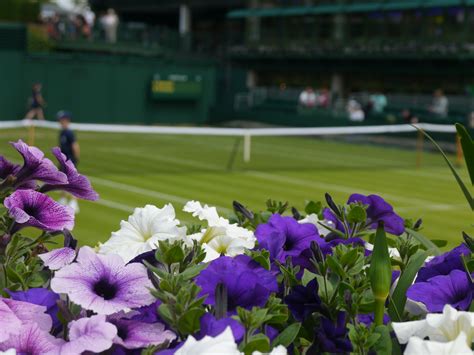 Flowers At Wimbledon Tennis Championships Wimbledon Tennis Courts