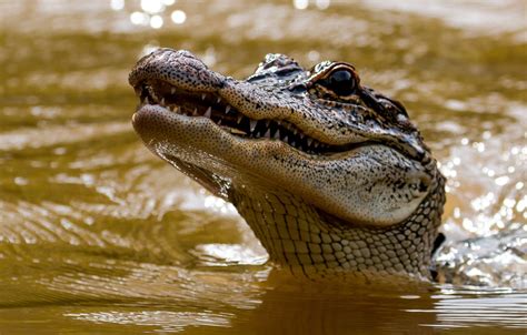 Wallpaper Face Water Head Crocodile Teeth Alligator Images For