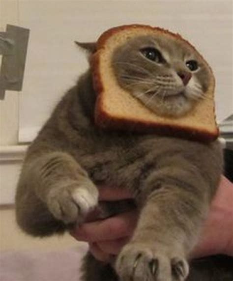Ten Funny Pictures Of Animal Breading Bread On Their Heads