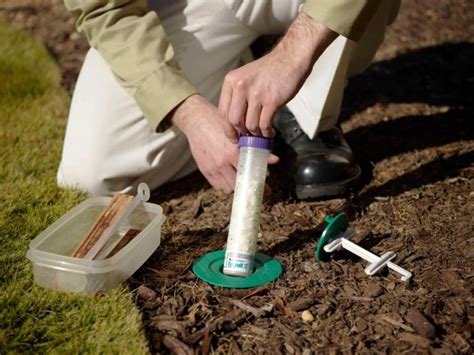Termite activity often goes undetected. ao_installing_recruit_iv-1 - Bizzy Bee Exterminators, Inc.