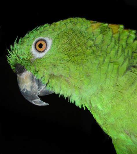 Yellow Neck Amazone Bird Parrot Parrot Bird Free Image Peakpx