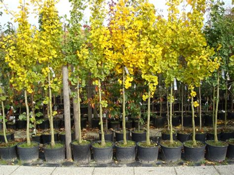 This cultivar was first planted in 1940 in the roosevelt boulevard, philadelphia pennsylvania usa. Afbeelding 2 | Ginkgo biloba Princeton Sentry ...
