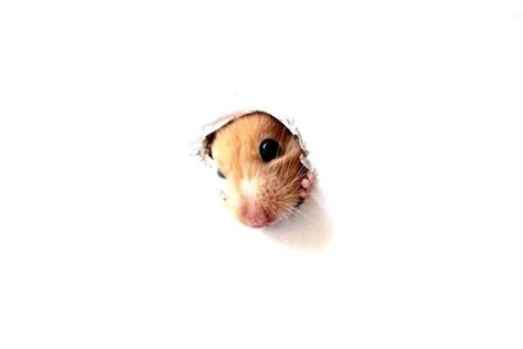 Cute Hamster Wallpaper ·① Wallpapertag
