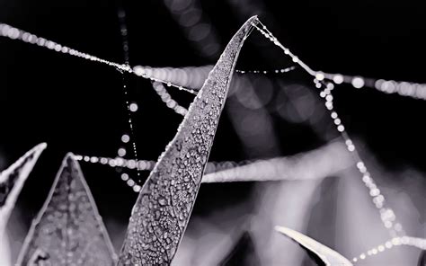 Macro Of Water Droplets Photography Hd Wallpaper Wallpaper Flare