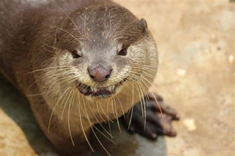 Arten er utbredt i store deler av den palearktiske sone, blant annet i det meste av fennoskandia. oter : Say cheeees - Foto di Yangon Zoo, Yangon (Rangoon ...