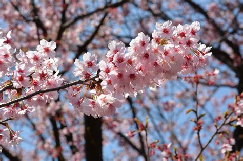 Cherry Blossoms In Japan A National Treasure
