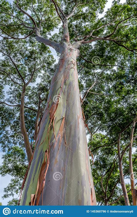 Colorful Tall Rainbow Eucalyptus Tree On Oahu Hawaii